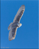 Snowy Owl (F)