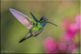 Magnificent Hummingbird (M)