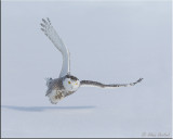 Snowy Owl (F)