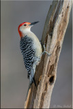 redbellied_woodpecker