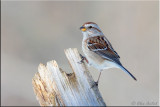 _americantree_sparrows
