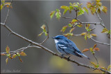 Cerulean Warbler