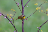 Common Yellow-Throated Warbler (M)