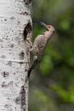 Northern Flicker