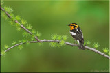 Blackburnian Warbler (M)