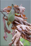 Worm-eating Warbler