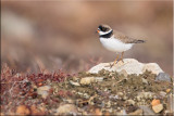 Semipalmated Plover