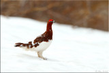 Willow Ptarmigan