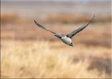 Red-throated Loon