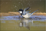 Great tit