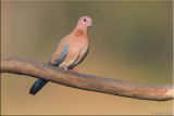 Laughing dove