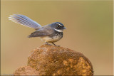 White Spotted Fantail Flycatcher
