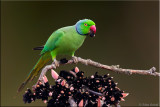Rose-ringed parakeet (M)