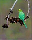 Rose-ringed parakeet (F)