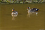 Indian spot-billed duck