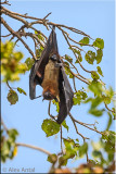 Giant Fruit Bat (Indian Flying Fox)