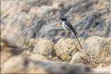 White-browed wagtail