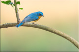 Tickell's blue flycatcher