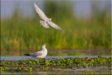 Brown Headed Gull.