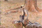 Gray langur