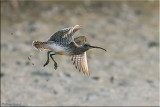 Eurasian curlew