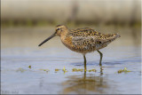 Short-billed Dowitcher