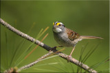 whitethroated_sparrow
