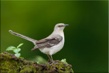 Northern Mocking Bird