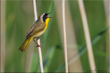 Common yellowthroat