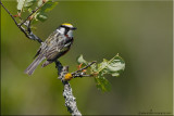 chestnutsided_warbler_
