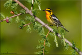 blackburnian_warbler