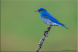 Mountain bluebird (M)