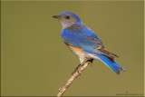 Western bluebird