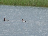 Canvasback