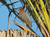 Green Heron