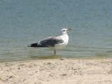 California Gull