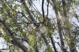 Northern Beardless-Tyrannulet