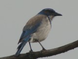Western Scrub-Jay