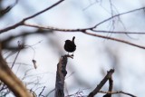 Winter Wren