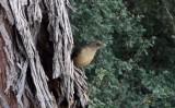 Clay-colored Robin