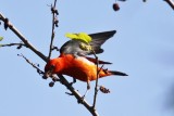 Scarlet Tanager