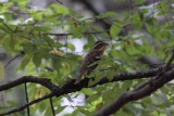 Rose-breasted Grosbeak