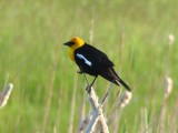 Yellow-headed Blackbird