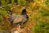 Franklin Grouse-Male