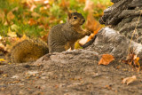 Tree Squirel