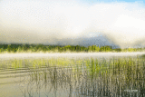 Morning Fog