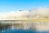 Foggy Morning
