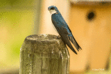 Tree Swallow