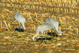 Corn-Fed-Cranes.gif