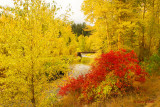 Fall-Reds-and-Yellows-#3.jpg